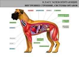 Таблица "Внутреннее строение собаки" (картон)